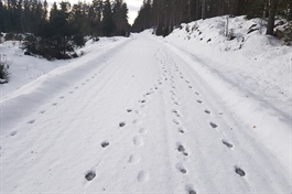 111-116 ulver påvist i Norge så langt i vinter
